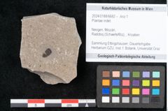 Foto (Objekt + Etikett) von Plantae indet.  (NHMW-GEO-2024-0188-6682)